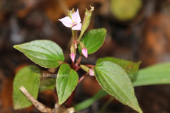 Sonerila brunonis